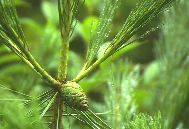 ���ڂ�����