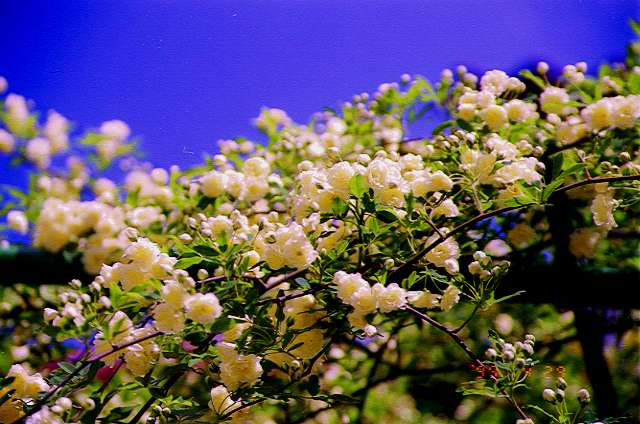 ���b�R�E�o���P