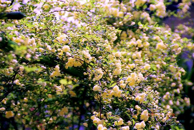 ���b�R�E�o���Q