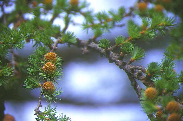 ���ڂ�����P