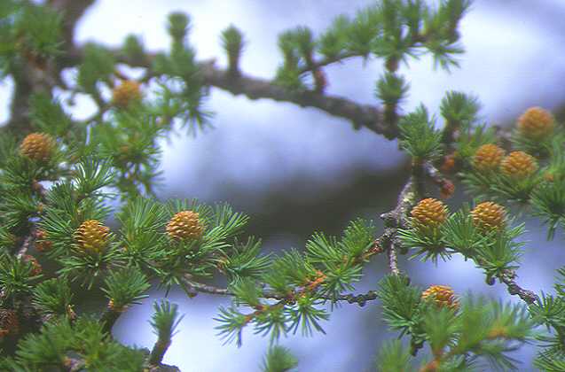 ���ڂ�����Q