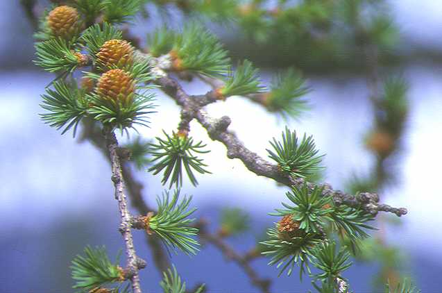 ���ڂ�����R