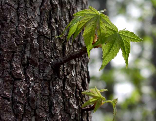 ���i�M�o�t�E